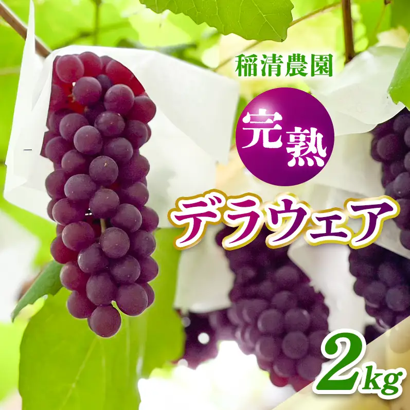 【2026年先行予約】数量限定 デラウェア2kg（10房前後）6月下旬～7月下旬発送｜特選 期間限定 ぶどう 葡萄 フルーツ 果物 くだもの 人気  贈答用 ギフト 先行予約 種なし 旬 新鮮 家庭用 プレゼント 送料無料  贅沢 甘い
