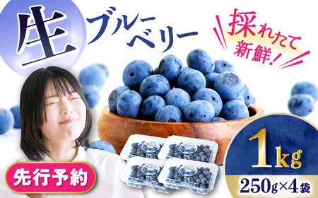 【2026年7月上旬頃より順次発送予定】生ブルーベリー 1kg（250g×4袋）/ ベリー べりー ブルーベリー ぶるーべりー 生 小分け 果物 くだもの フルーツ ふるーつ / 大村市 / おおむら夢ファームシュシュ[ACAA005]
