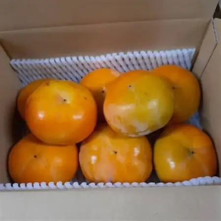 柿【先行受付】柳フルーツ園(訳あり)富有柿 約2kg_果物・フルーツ 柿（カキ）  かき_【1456542】
