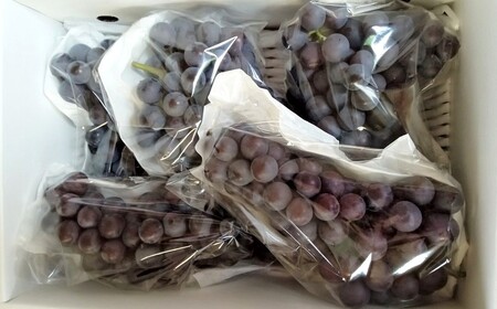 ぶどう（スチューベン）２ｋｇ　ご家庭用　0142-2605