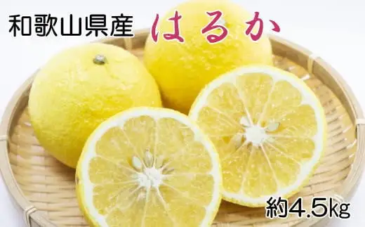 【さわやか柑橘】和歌山県産はるかみかん約4.5kg（サイズ混合　秀品）※2027年2月下旬～3月下旬頃順次発送【tec953】