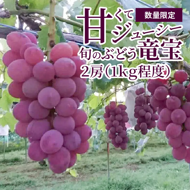 【数量限定】甘くてジューシー産直　旬のぶどう竜宝　2房 （約1.0kg）フルーツ 葡萄 先行予約 産直 DL-0003