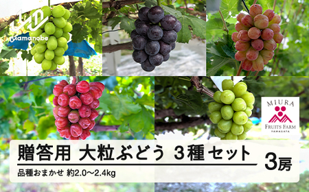≪先行予約≫贈答用 2026年山形県産 品種おまかせ 大粒ぶどう3種セット 2.0～2.4kg（3房） 2026年9月中旬から順次発送 ぶどう ブドウ 葡萄 マスカット 大粒 種なし皮ごと食べられる 高級 くだもの 果物 フルーツ 秋果実 産地直送 農家直送 数量限定 ギフト F21A-440