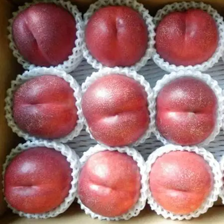 長野県中野市産スイートネクタリン　2kg(8～14玉)【配送不可地域：離島】【1295094】