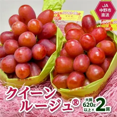 【2026年発送】JA中野市産地直送!クイーンルージュ(R)大房620g以上×2房(1.2kg以上)【配送不可地域：離島】【1478916】