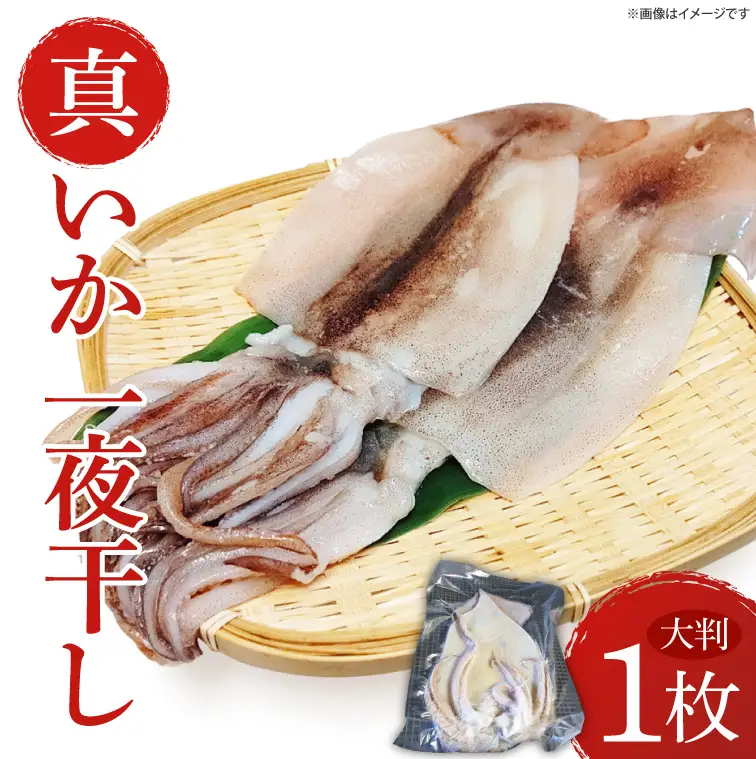 真いか一夜干　(大判１枚)|イカ 真イカ 海鮮 魚介 海の幸 真空 茨城県 北茨城市（BH007）
