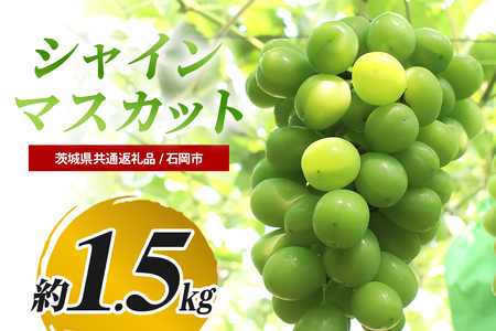 【数量限定・先行予約】 シャインマスカット 約1.5kg 《9月1日～10月10日発送予定》 ぶどう ブドウ 葡萄 果物 くだもの フルーツ (茨城県共通返礼品 石岡市) 67-F