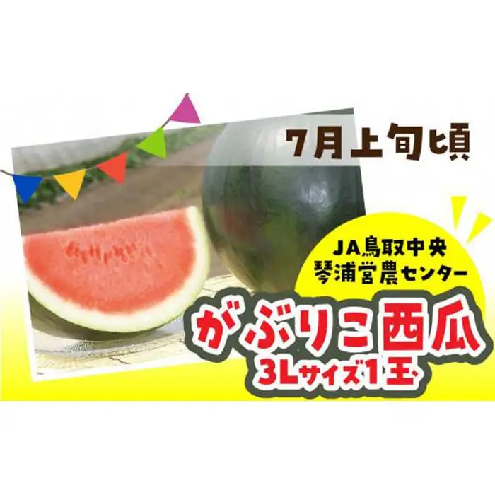 【先行予約】数量限定 鳥取県産 がぶりこ西瓜 1玉（3L）|すいか スイカ