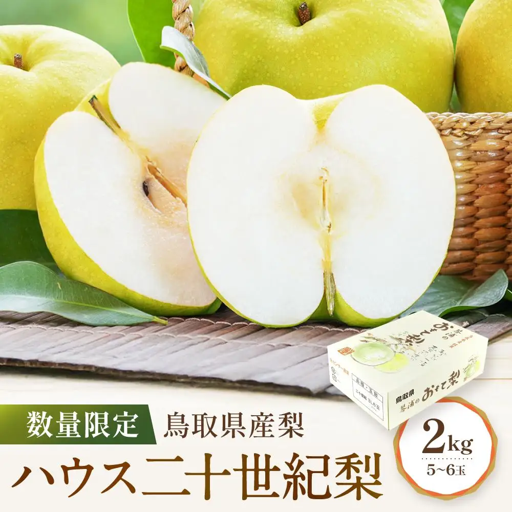【先行予約】数量限定 鳥取県産梨 ハウス二十世紀梨 2kg（5～6玉）