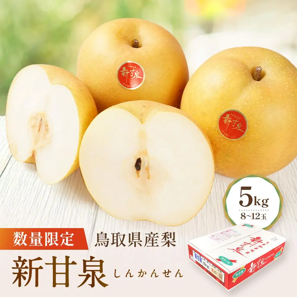 【先行予約】数量限定 鳥取県産梨 新甘泉（しんかんせん）5kg（8～12玉）|梨