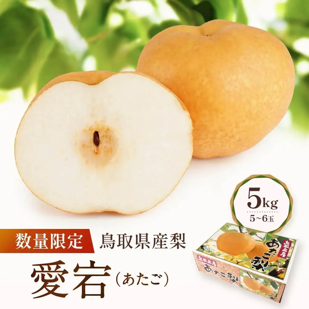 セール　梨　愛宕　家庭用　ユウヤコさん専用 先行予約】数量限定 鳥取県産梨 愛宕（あたご） 5kg（5～6玉） | 鳥取