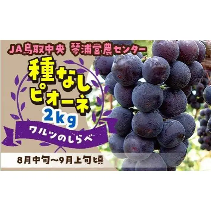 数量限定 ピオーネ 種なし 2kg|ぶどう ブドウ