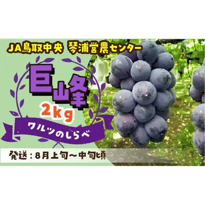 数量限定 鳥取県産ぶどう 巨峰 種なし 2kg|ブドウ