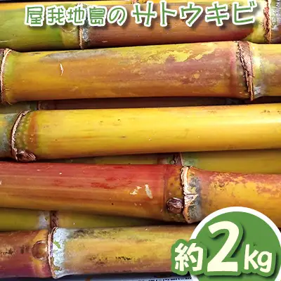 屋我地島のサトウキビ　約2kg 珍しい みやげ 沖縄 おきなわ 短冊型 自然 甘み イネ科 ミネラル 食物繊維 さとうきび 果汁 エネルギー カルシウム マグネシウム 鉄 サトウキビ ビタミン ポリフェノール フラボノイド