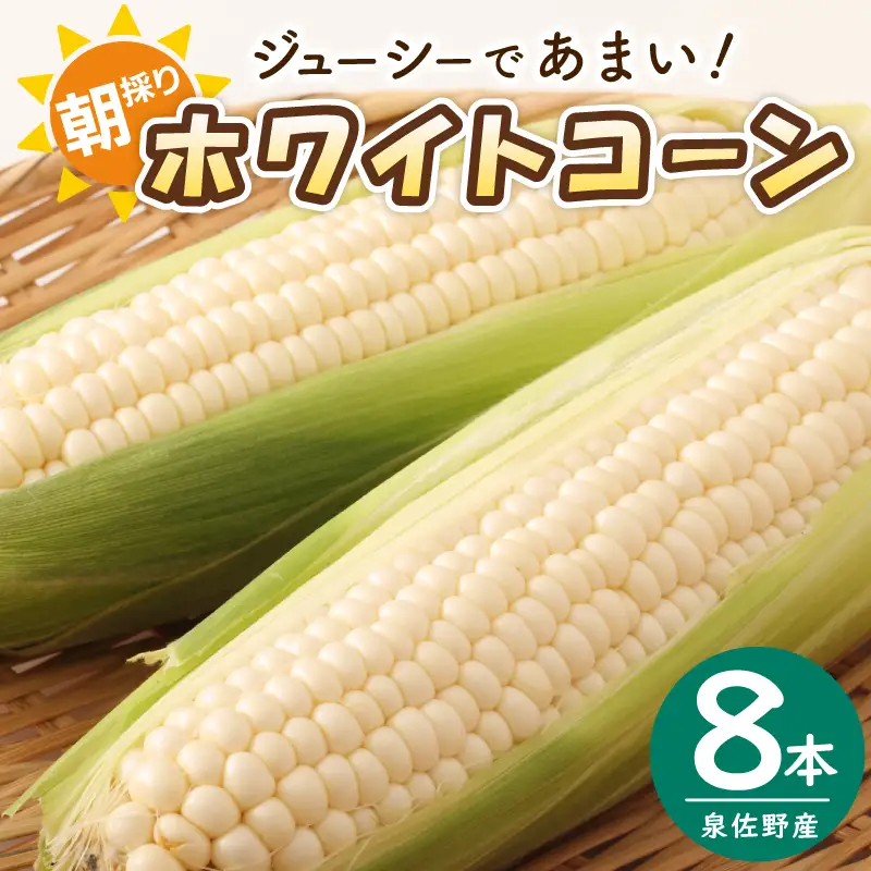 【先行予約】朝採り ホワイトコーン 8本セット