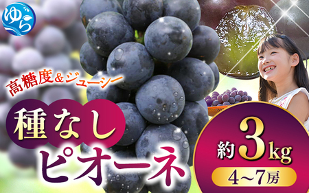 ピオーネ 種なしピオーネ約3kg (4房～7房) ※2026年発送※【tec952B】