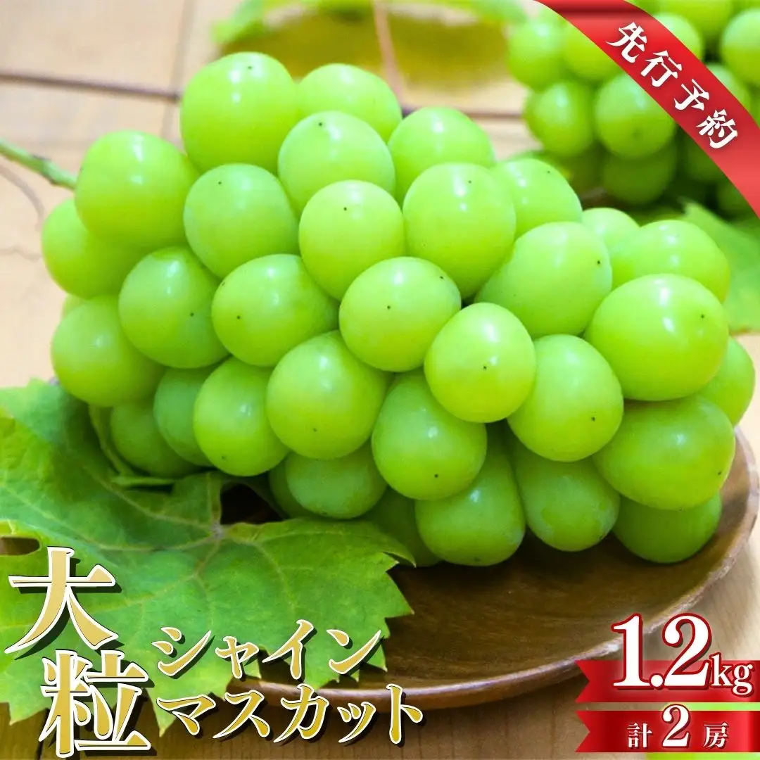 先行予約 シャインマスカット 2房 約1.2kg 令和8年度 新潟県 三条市産 ぶどう [マツシタ]