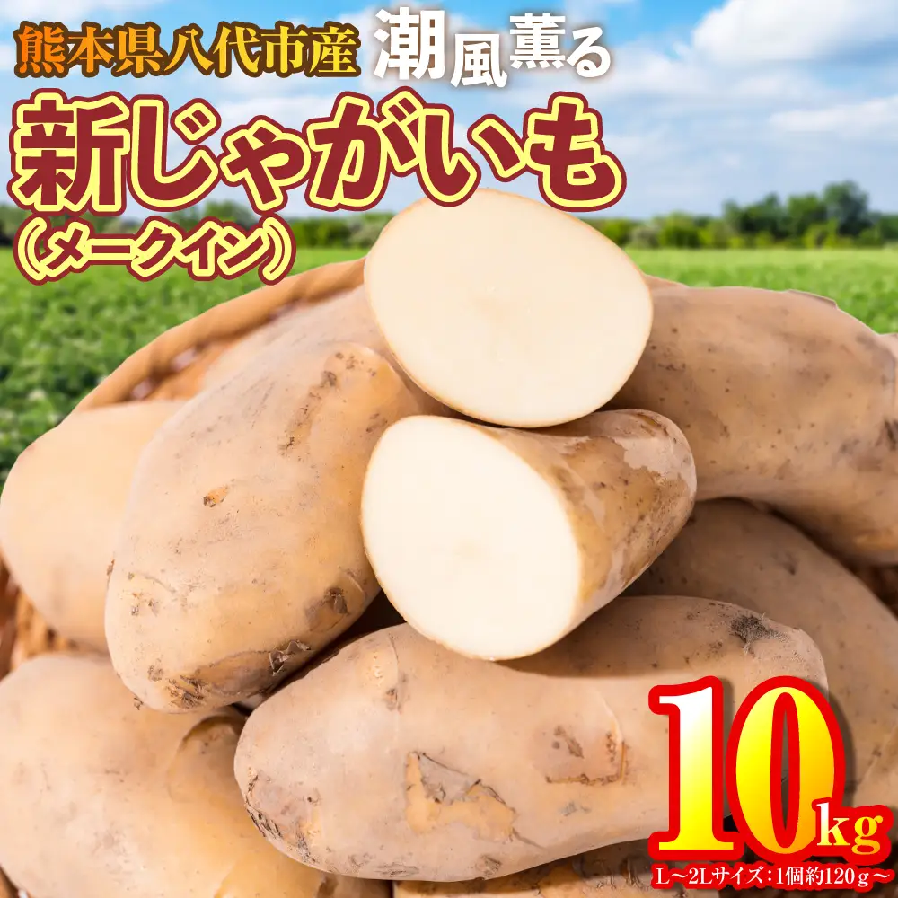 熊本県 八代市産 潮風薫る 新じゃがいも (メークイン) 10kg ジャガイモ メークイン 新じゃが カレー 肉じゃが 炒め物 野菜 芋 熊本県 八代市
