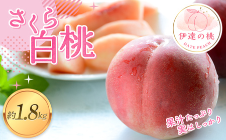 【2026年出荷分先行予約】福島県産 さくら白桃 約1.8kg (4～7玉) あかい果樹園 伊達の桃 桃 フルーツ 果物 もも モモ momo F20C-911