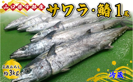 【着日指定必須】《三枚おろし》 サワラ・鰆 (1尾 約3kg) さわら