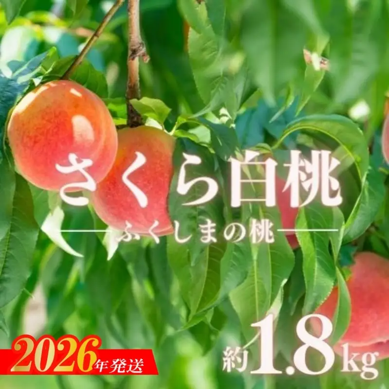 No.2887もも 晩成種「さくら白桃」 約1.8kg【2026年発送】