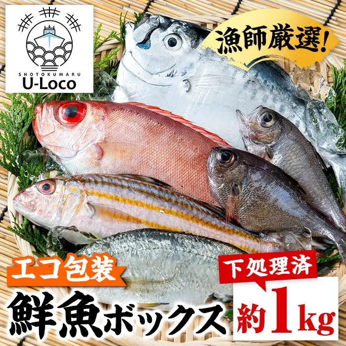 【P78001】ロコフィッシュ 地魚 下処理済 鮮魚 ボックス 約1kg エコ包装 鮮魚BOX 【昌徳丸】