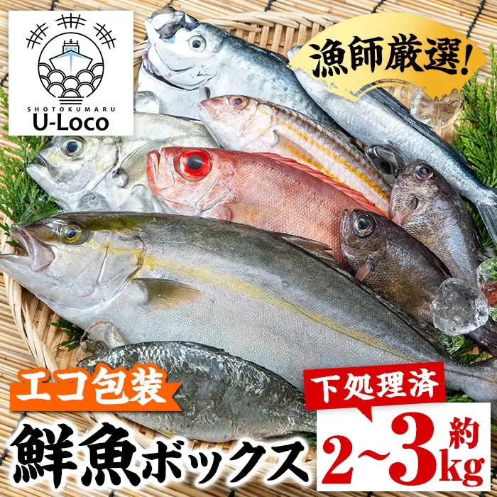 【A78003】ロコフィッシュ 地魚 下処理済 鮮魚 ボックス 約2～3kg エコ包装 鮮魚BOX 【昌徳丸】
