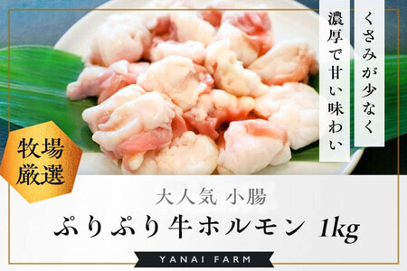 〈口どけなめらか〉梁井 ぷりぷりホルモン 1kg(小腸) K081036