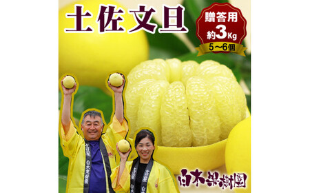【先行予約】【果樹園直送】土佐文旦　2L中玉6個もしくは3L大玉5個入り〈2027年2月中旬?3月下旬頃発送〉  / 　特選品贈答用　果物　柑橘　フルーツ　ぶんたん　ブンタン　文旦　高知県土佐市　お取り寄せ【白木果樹園】 [BQAI008]