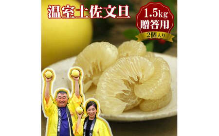 【先行予約】〈12月発送〉土佐文旦 温室土佐文旦 特選秀品ご贈答用中箱 2個入り 約1.5kg〈2026年12月上旬?2027年1月中旬頃発送〉糖度13～15度以上  /  文旦 大玉サイズ ハウス文旦 柑橘 みかん フルーツ ぶんたん ブンタン 果物 お取り寄せ【白木果樹園】 [BQAI037]