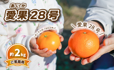 【2026年12月頃から順次発送】 愛果28号 (家庭用) 約2kg | みかん 柑橘 あいか 蜜柑 みかん 愛媛県 松山市【SKE001】