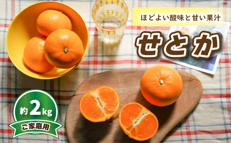 【2027年3月頃から順次発送】 せとか (家庭用) 約2kg |  みかん 柑橘 せとか  蜜柑 みかん 雪幸園 愛媛県 松山市【SKE003】