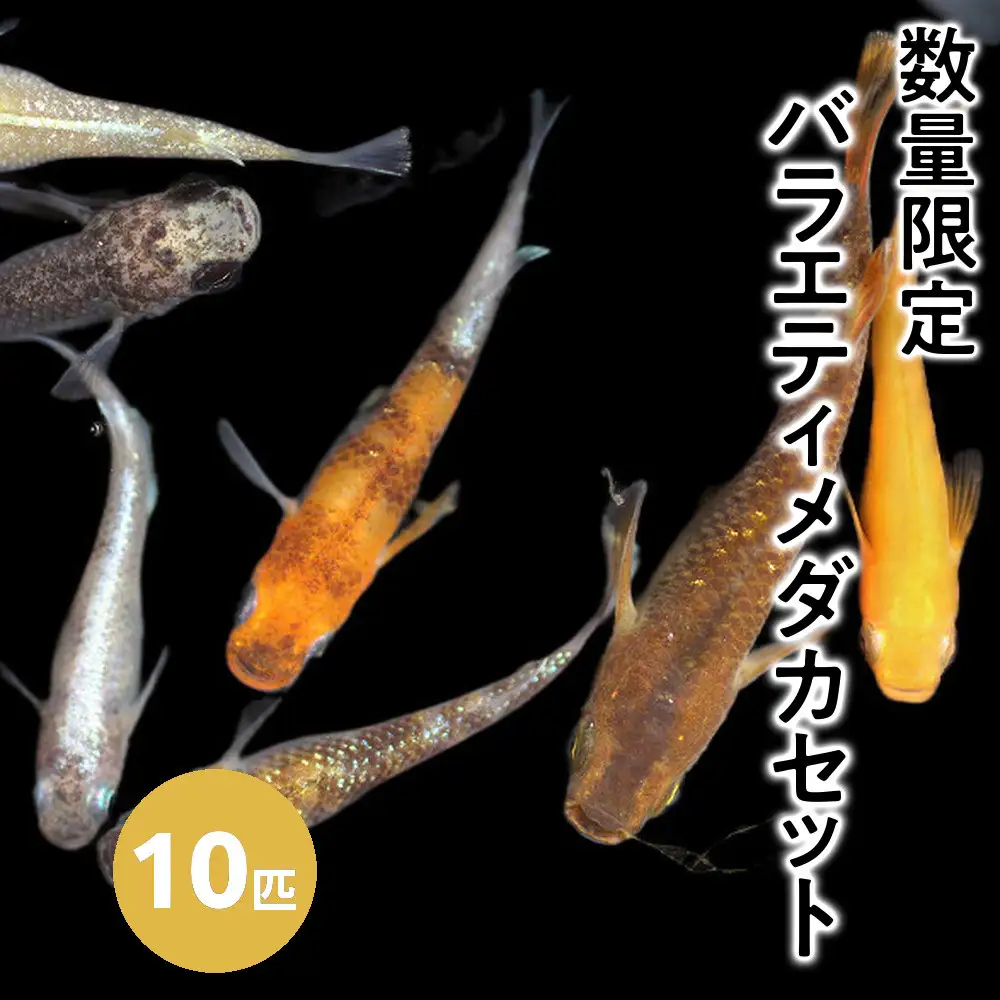 ＜数量限定＞お楽しみ！バラエティメダカセット(10匹)