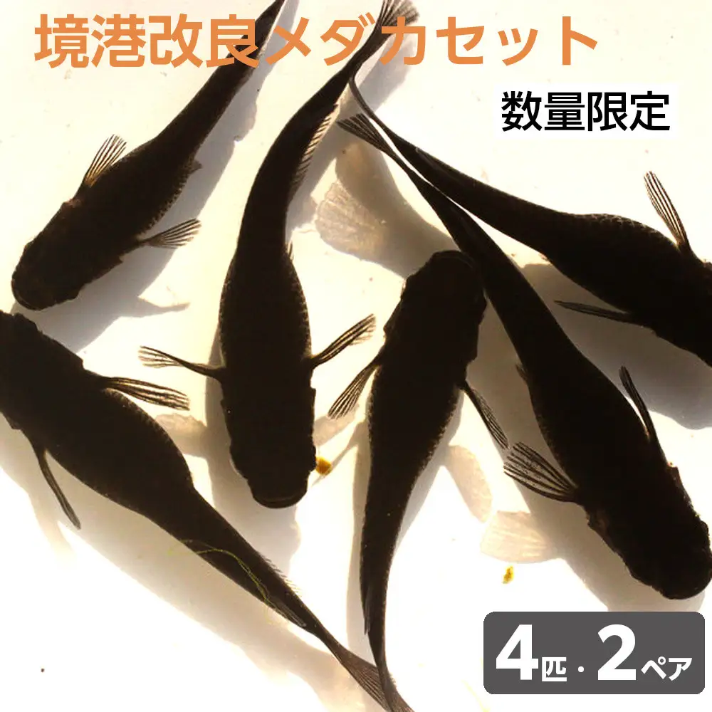 ＜数量限定＞境港改良メダカセット(4匹・2ペア)