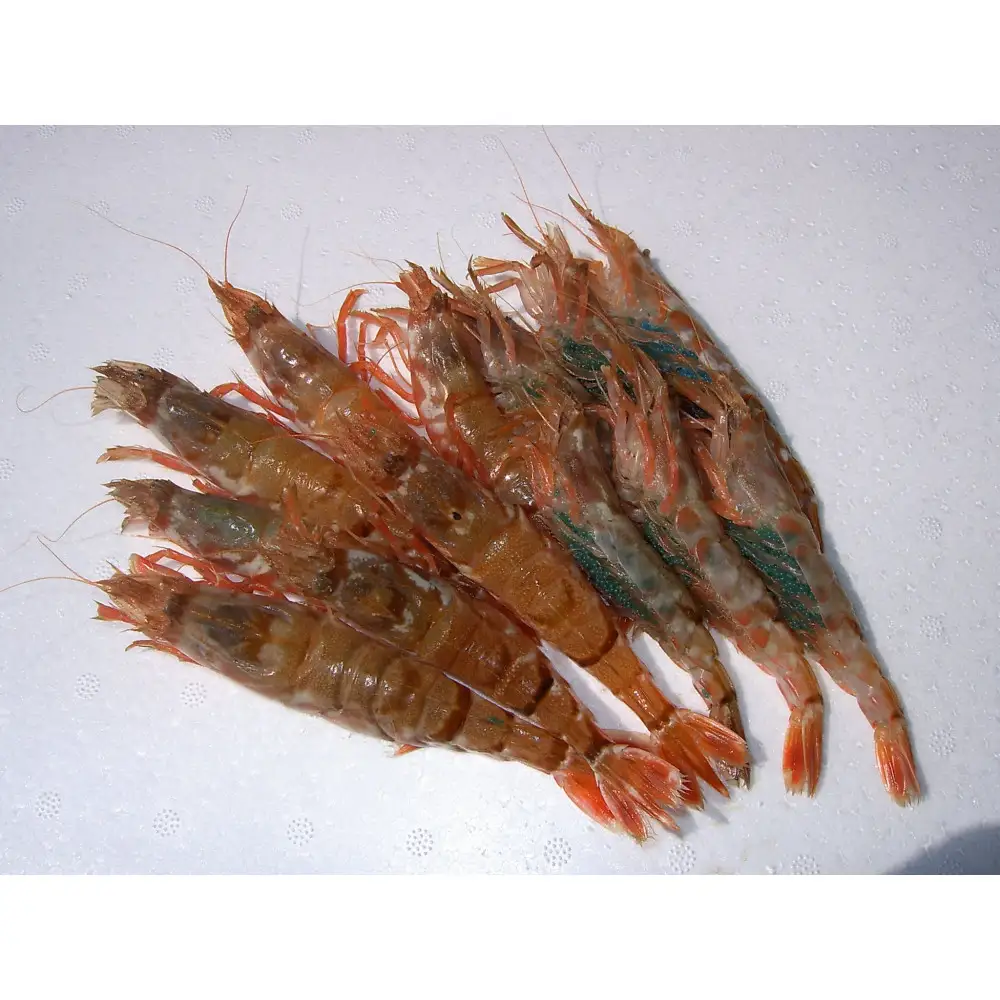 ＜土日祝着＞＜2027年3月中旬～4月中旬発送予定＞お刺身用モサエビ(約500g)