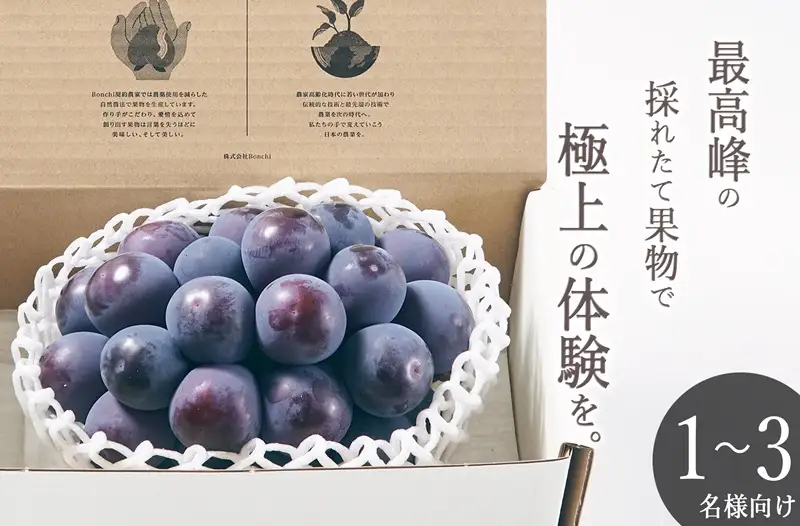 甲州市産 種無し大粒ピオーネ1房入り 約550g 自然農法【2026年発送】（BNC）B15-491 ピオーネ フルーツ