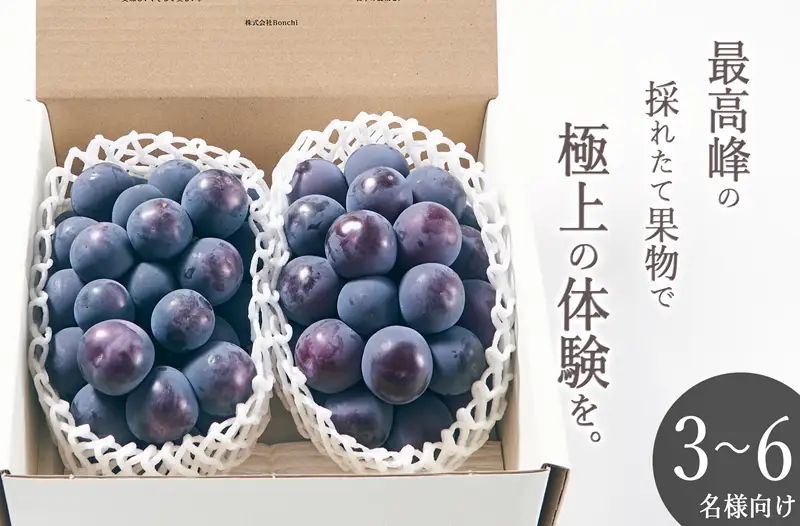 甲州市産 種無し大粒ピオーネ2房入り 約1.1kg 自然農法【2026年発送】（BNC）C5-450 ピオーネ フルーツ