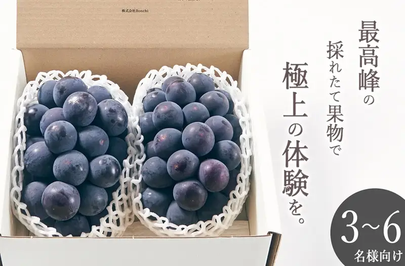 甲州市産 種無し大粒巨峰 2房入り 約1kg 自然農法【2026年発送】（BNC）C5-451 巨峰 フルーツ