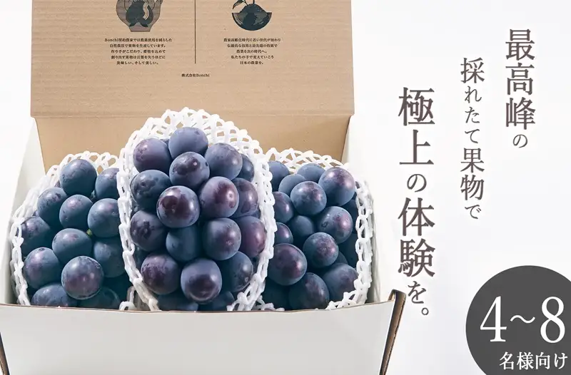 甲州市産 種無し大粒ピオーネ3房入り 約1.6kg 自然農法【2026年発送】（BNC）E-120 ピオーネ フルーツ