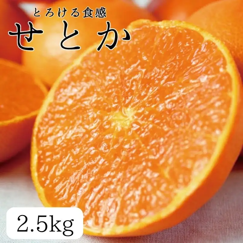 とろける食感 ジューシー柑橘 せとか 約2.5kg みかん 蜜柑 柑橘 オレンジ 果物 フルーツ 国産 和歌山県広川町 ※2027年1月下旬頃～2027年2月上旬頃に順次発送予定【uot789A】