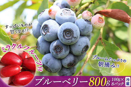 ミラクルフルーツ付き♪朝摘みブルーベリー800gセット　モリタ農園