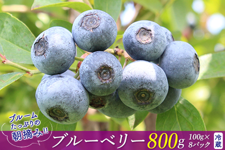 ブルームたっぷり！朝摘みブルーベリー800g（冷蔵）【8月～9月上旬発送分】　モリタ農園