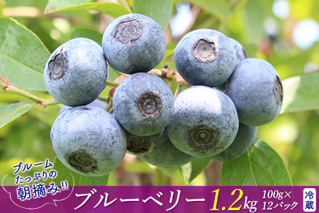 ブルームたっぷり！朝摘みブルーベリー1.2kg（冷蔵）【7月発送分】　モリタ農園