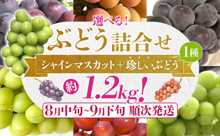選べる ぶどう詰合せ（シャインマスカット＋珍しいぶどう） シャインマスカット ナガノパープル クイーンニーナ グロースクローネ 瀬戸ジャイアンツ 雄宝 マイハート 福岡県 九州 お取り寄せ 8月中旬～9月下旬順次発送