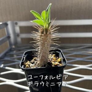 ユーフォルビアギラウミニアナ実生株 1本