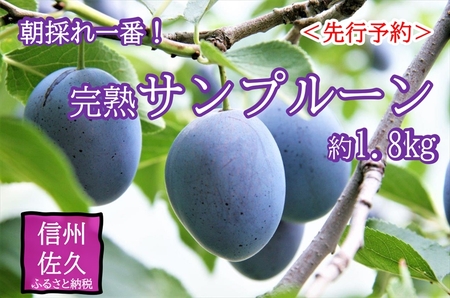 【先行予約】長野県産 サンプルーン 約1.8kg （2026年9月3日～25日出荷／ 北海道・沖縄・離島は配送不可）信州 セイヨウスモモ