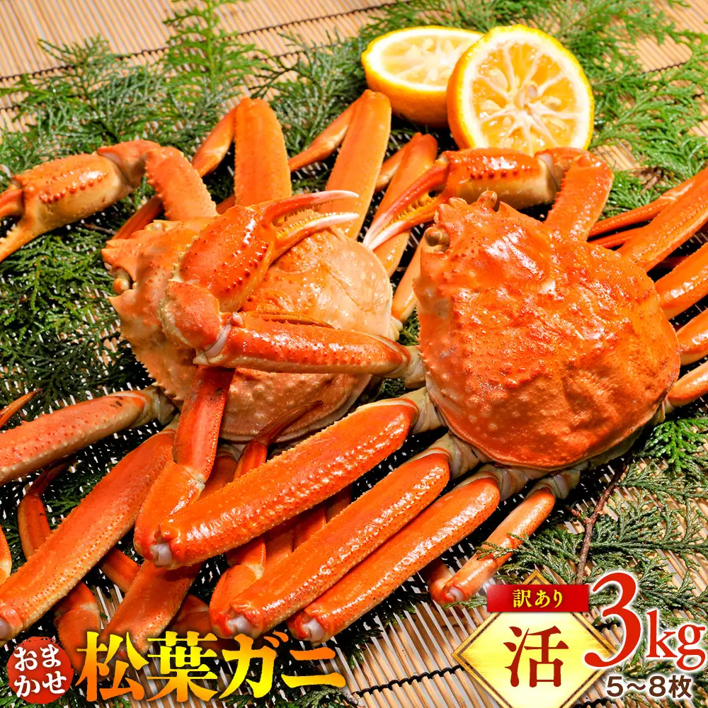【活】訳あり 松葉ガニおまかせ3kg（5～8枚） | 松葉 カニ 訳あり活 特大 美味しさに 訳あり 不揃い でないたっぷり ※2026年11月上旬～2027年3月下旬頃に順次発送予定 ※着日指定不可