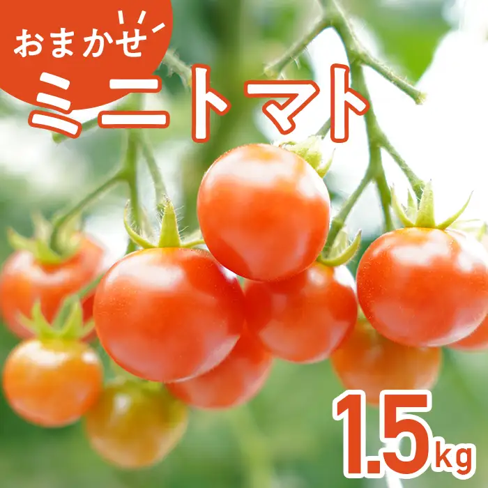 454 ミニトマト 1.5kg 甘い JA 水戸 茨城 2026年8月頃から順次発送予定