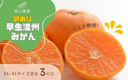 【先行予約】2S~3L サイズ混合 3kg 阪口農園の 訳あり 早生温州みかん (マルチ栽培) 【2026年12月中旬から順次発送】 / みかん 蜜柑 先行予約 数量限定 ミカン【msa003A】