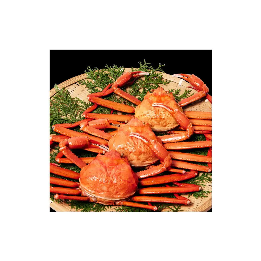 訳あり 蟹 紅ずわい蟹 1.8kg（600g前後×3枚） 境港産 ボイル 冷蔵 大容量 鳥取県産